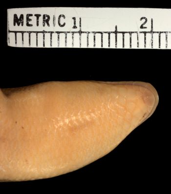 Media type: image;   Herpetology R-54257 Aspect: head ventral